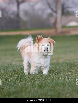 Pomeranian mixed breed dog, small, white with light brown and tan fur stands on cut grass in a park. Stock Photo