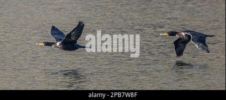 Two Double-crested Cormorants (Phalacrocorax auritus) in Flight Stock Photo