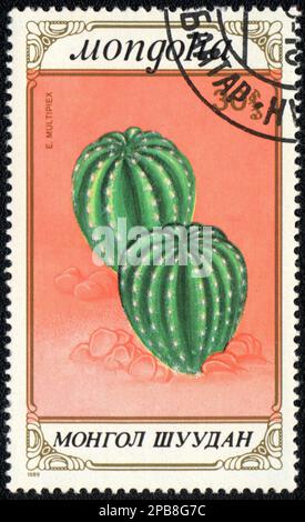 A stamp printed in MONGOLIA  shows  a Echinopsis Oxygona, series 'CACTUS', 1989 Stock Photo