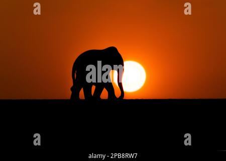 Elephant silhouette with sun during sunset and horizon and orange colored sky. Stock Photo