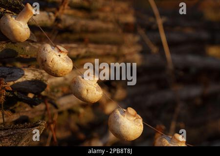 Organic fresh mushrooms hang from a rope, against a backdrop of woven twigs. Diet, Vegetarianism. Stock Photo