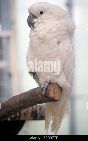 umbrella (Cacatua alba) cockatoo on perch Stock Photo