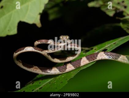 Blunt-headed Treesnake (Imantodes cenchoa) from the Loreto Region of the Peruvian Amazon. Stock Photo