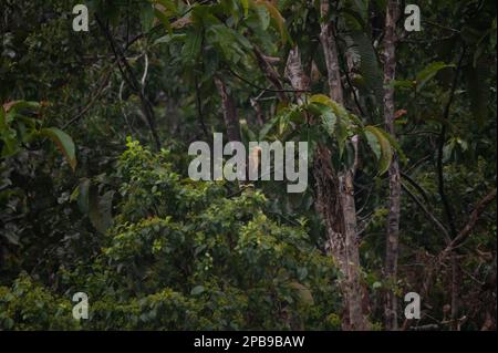 Cream-colored Woodpecker (Celeus flavus) from the Loreto Region of the Peruvian Amazon. Stock Photo