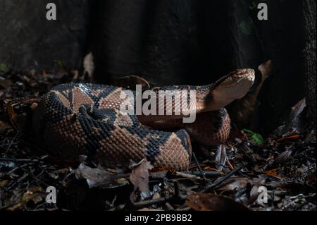 South American Bushmaster (Lachesis muta muta) from the Loreto Region of the Peruvian Amazon. Stock Photo