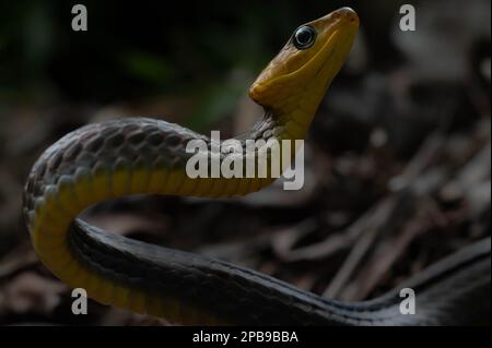 Forest Sipo (Chironius exoletus) from the Loreto Region of the Peruvian Amazon. Stock Photo