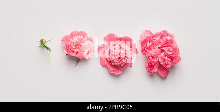 Beautiful pink peony flowers on light background Stock Photo