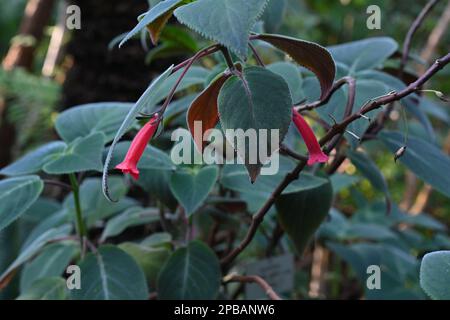 Tropical plant in Latin called Sinningia reitzii in in bloom. Its dark green leaves are thickly covered with fine hair. Stock Photo