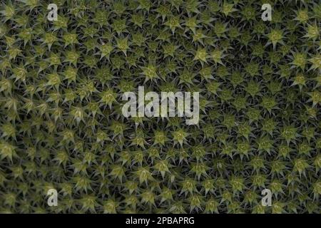 Plant background made of tiny star shaped plants growing densely together. Photo taken in high angle view. There is a lot of copy space. Stock Photo