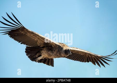 Juvenile Andean condor (Vultur gryphus) riding the updrafts, Rio Nireguaro, Patagonia Stock Photo