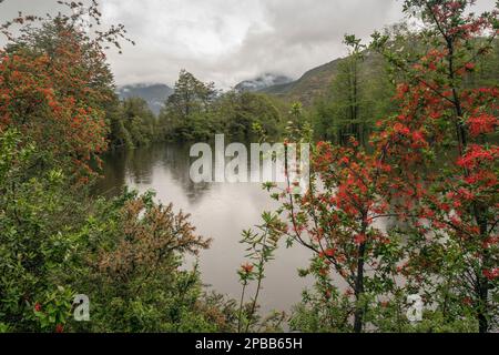 Chilean fire bush (Embothrium coccineum) in along Rio Baker with raindrops, Carretera Austral, Patagonia Stock Photo