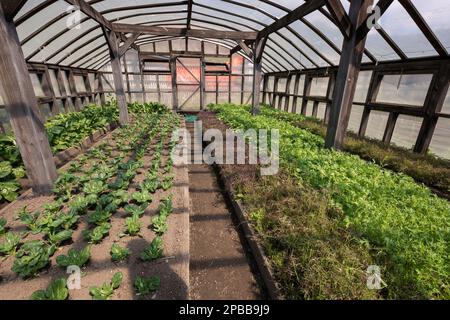 Greenhouse at the Lodge at Valle Chacabuco providing fresh greens to the restaurant, Chacabuco Valley, Patagonia Stock Photo