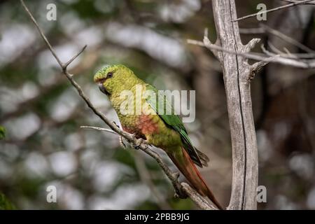 Lone Austral parakeets (Enicognathus ferrugineus) on a branch, Chacabuca Valley, Patagonia Stock Photo