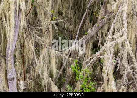 Old Man Beard lichen (Usnea), Chacabuco Valley, Patagonia Stock Photo