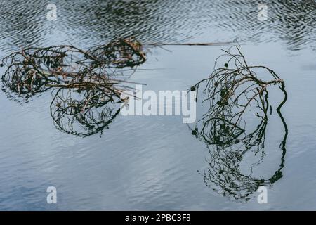 Close-Up Of Branch Floating On Lake. Reflexion. Stock Photo