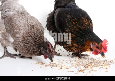 Black Rock & Blue hens eating grit and mealworms Stock Photo