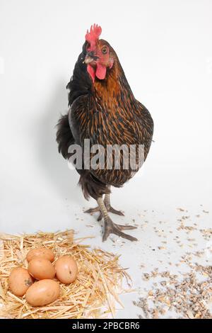 Black Rock hen studio portrait with grain and laid eggs Stock Photo