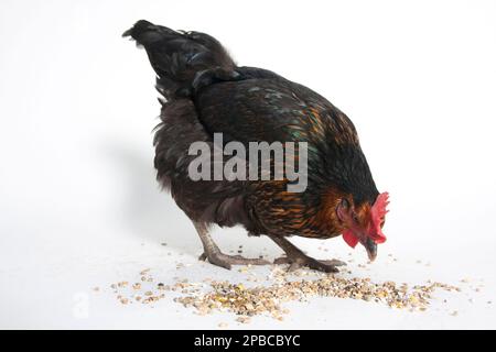 Black Rock hen eating grain Stock Photo