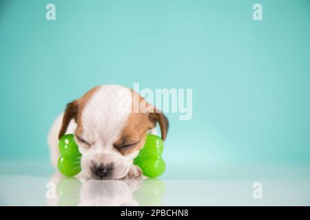 Dog sleeps with a rubber bone Stock Photo