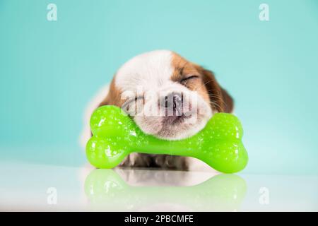 Dog sleeps with a rubber bone Stock Photo