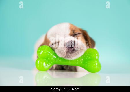 Dog sleeps with a rubber bone Stock Photo