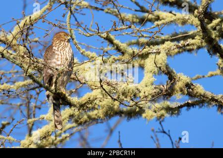 Cooper's hawk (Accipiter cooperii), William Finley National Wildlife Refuge, Oregon Stock Photo