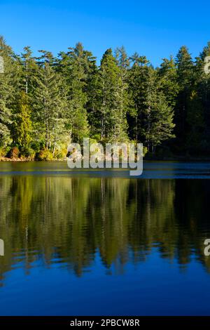 Lake Marie, Umpqua River Lighthouse State Park, Oregon Stock Photo