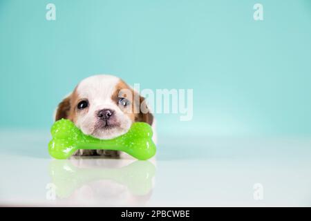 Dog sleeps with a rubber bone Stock Photo