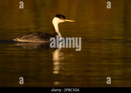 Western grebe (Aechmophorus occidentalis) at Suttle Lake, Deschutes National Forest, McKenzie Pass-Santiam Pass National Scenic Byway, Oregon Stock Photo