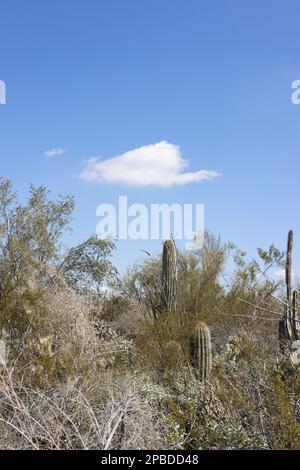 The Arizona desert in winter with beautiful cacti and a puffy white cloud in a blue sky. Stock Photo