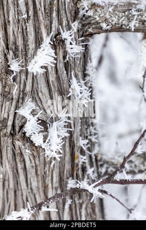 Hoar frost covers trees and forms feathery crystals in the humid Northern Minnesota air on Gunflint Lake near the Boundary Waters Canoe Area Wildernes Stock Photo
