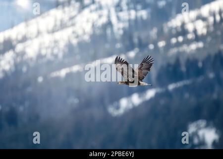 An eagle soars over the Lamar River in Yellowstone National Park as the sun rises from behind the mountains Stock Photo