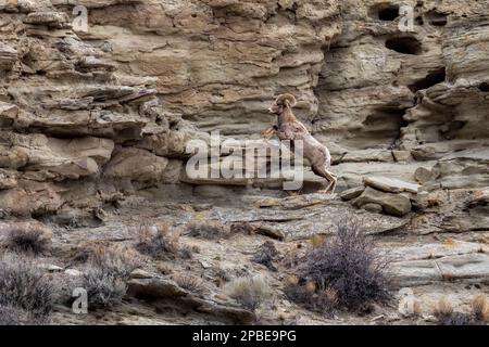 A big horn sheep leaps up a steep rock cliff in the morning daylight in Yellowstone National Park in Montana Stock Photo
