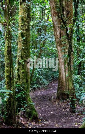 Lush foliage and flowers adorns the neotropical and montane cloud forests of Costa Rica at the Monte Verde Biological Reserve Stock Photo