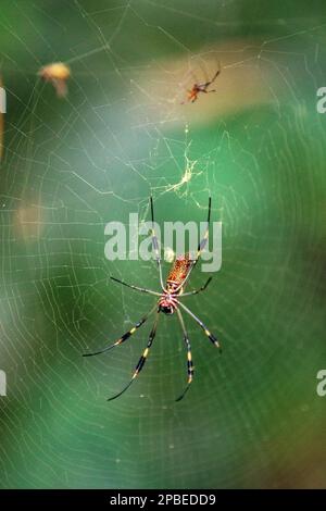 A colorful spider builds and intricate web to catch its next meal in a remote neotropical jungle forest of Costa Rica Stock Photo