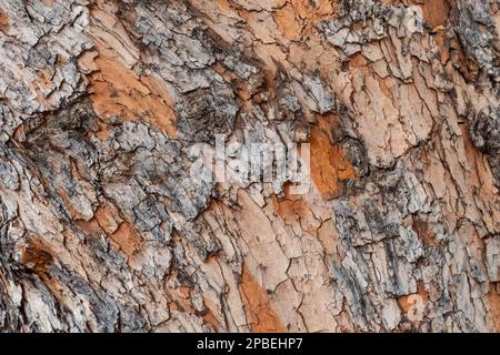 Colorful tree bark background texture from Sedona Arizona Stock Photo