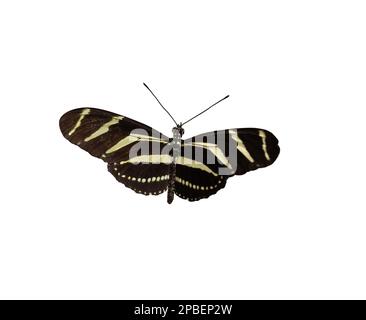 detailed closeup of a yellow and black zebra long wing butterfly cutout isolated on a white background Stock Photo