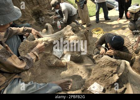 Paleontologists and villagers are working on the excavation of fossilized bones of an extinct elephant species scientifically identified as Elephas hysudrindicus, or popularly called 'Blora elephant', in Sunggun, Mendalem, Kradenan, Blora, Central Java, Indonesia. The team of scientists from Vertebrate Research (Geological Agency, Indonesian Ministry of Energy and Mineral Resources) led by paleontologists Iwan Kurniawan and Fachroel Aziz discovered the species' bones almost entirely (around 90 percent complete) that later would allow them to build a scientific reconstruction, which is... Stock Photo