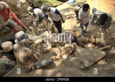 Paleontologists and villagers are working on the excavation of fossilized bones of an extinct elephant species scientifically identified as Elephas hysudrindicus, or popularly called 'Blora elephant', in Sunggun, Mendalem, Kradenan, Blora, Central Java, Indonesia. The team of scientists from Vertebrate Research (Geological Agency, Indonesian Ministry of Energy and Mineral Resources) led by paleontologists Iwan Kurniawan and Fachroel Aziz discovered the species' bones almost entirely (around 90 percent complete) that later would allow them to build a scientific reconstruction, which is... Stock Photo