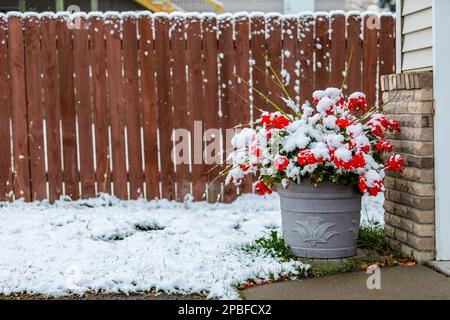 A flowering red geranium is covered in an early fall snow snowfall Stock Photo