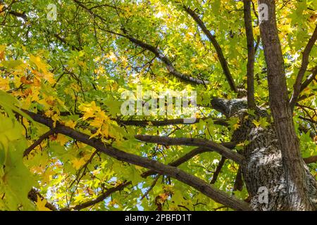 Looking up the urban tree canopy in a park Stock Photo