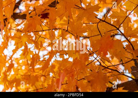 Beautiful vivid maple leaves radiate in color in the fall sunlight Stock Photo