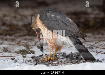 Coopers Hawk shreds apart a Robin that it caught on a crabapple tree Stock Photo