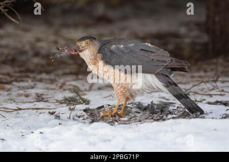 Coopers Hawk shreds apart a Robin that it caught on a crabapple tree Stock Photo