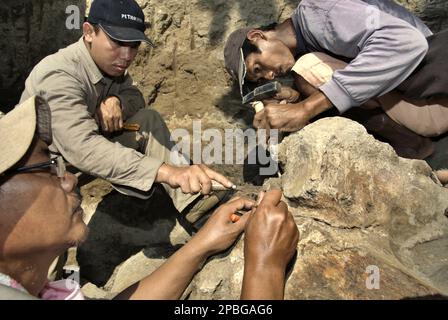 Paleontologists and a villager are working on the excavation of fossilized bones of an extinct elephant species scientifically identified as Elephas hysudrindicus, or popularly called 'Blora elephant', in Sunggun, Mendalem, Kradenan, Blora, Central Java, Indonesia. The team of scientists from Vertebrate Research (Geological Agency, Indonesian Ministry of Energy and Mineral Resources) led by Iwan Kurniawan and Fachroel Aziz discovered the species' bones almost entirely (around 90 percent complete) that later would allow them to build a scientific reconstruction, which is displayed at Geology... Stock Photo