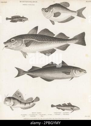 Atlantic cod, Gadus morhua 1, saithe, Pollachius virens 2, poor cod, Trisopterus minutus 3, oyster toadfish, Opsanus tau 4, butterfly blenny, Blennius ocellaris 5, and Indian humphead, Kurtus indicus 6. Copperplate engraving by Thomas Milton from Abraham Rees' Cyclopedia or Universal Dictionary of Arts, Sciences and Literature, Longman, Hurst, Rees, Orme and Brown, Paternoster Row, London, October 1, 1813. Stock Photo