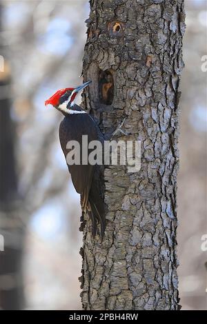 Pileated Woodpecker pecking a hole in a tree in Minnesota Stock Photo