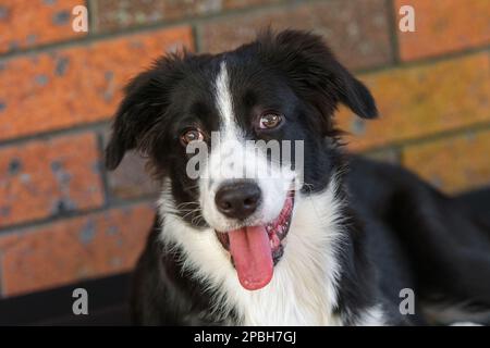 Black and white border collie puppy with brick wall in the background Stock Photo