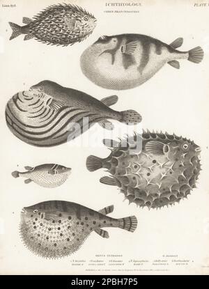 Spotted Puffer pattern seamless. Baby fabric texture Stock Vector Image &  Art - Alamy