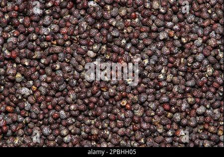 Poppy seeds (Papaver somniferum) with selective focus scattered in a pile with copy space, directly above. oilseeds from the opium poppy plant. Stock Photo